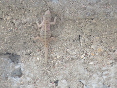 Cnemaspis mysoriensis
