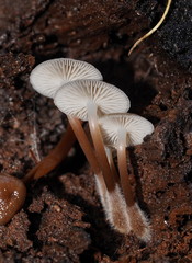 Mycena tuvara