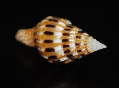 Anachis lyrata