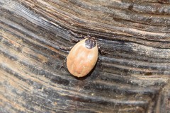 Hyalomma aegyptium