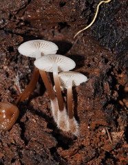 Mycena tuvara