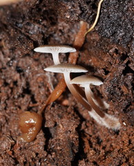 Mycena tuvara