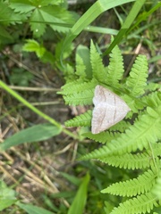 Petrophora subaequaria