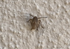 Orgeriinae