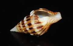 Anachis lyrata