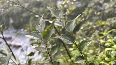 Celtis biondii