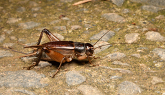 Teleogryllus mitratus