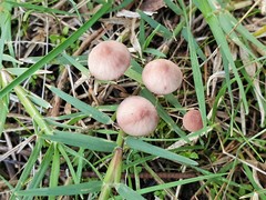Mycena kuurkacea