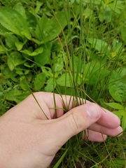 Eleocharis compressa
