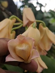 Dendrobium moschatum