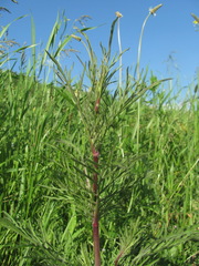 Scabiosa bipinnata