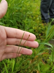 Eleocharis compressa