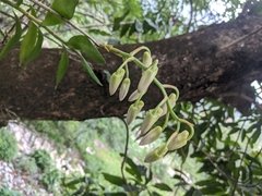 Dendrobium moschatum