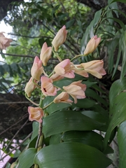 Dendrobium moschatum