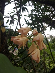 Dendrobium moschatum