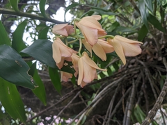 Dendrobium moschatum