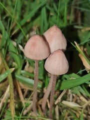 Mycena kuurkacea