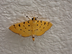 Phaedropsis stictigramma