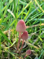 Mycena kuurkacea