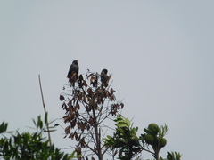 Acridotheres javanicus