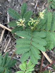 Desmanthus leptolobus