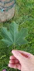 Acer platanoides