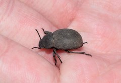 Phymatiotris quadricollis