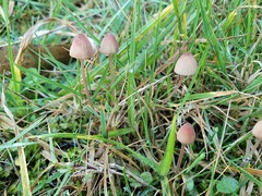 Mycena kuurkacea
