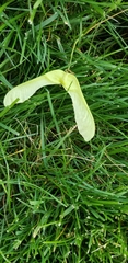 Acer platanoides