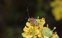 Closterotomus histrio