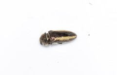 Acmaeodera flavolineata