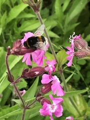Bombus