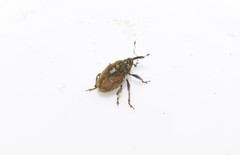 Glocianus