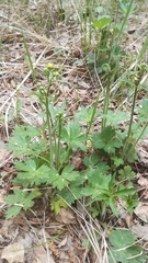 Ranunculus propinquus