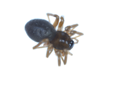 Araneoidea