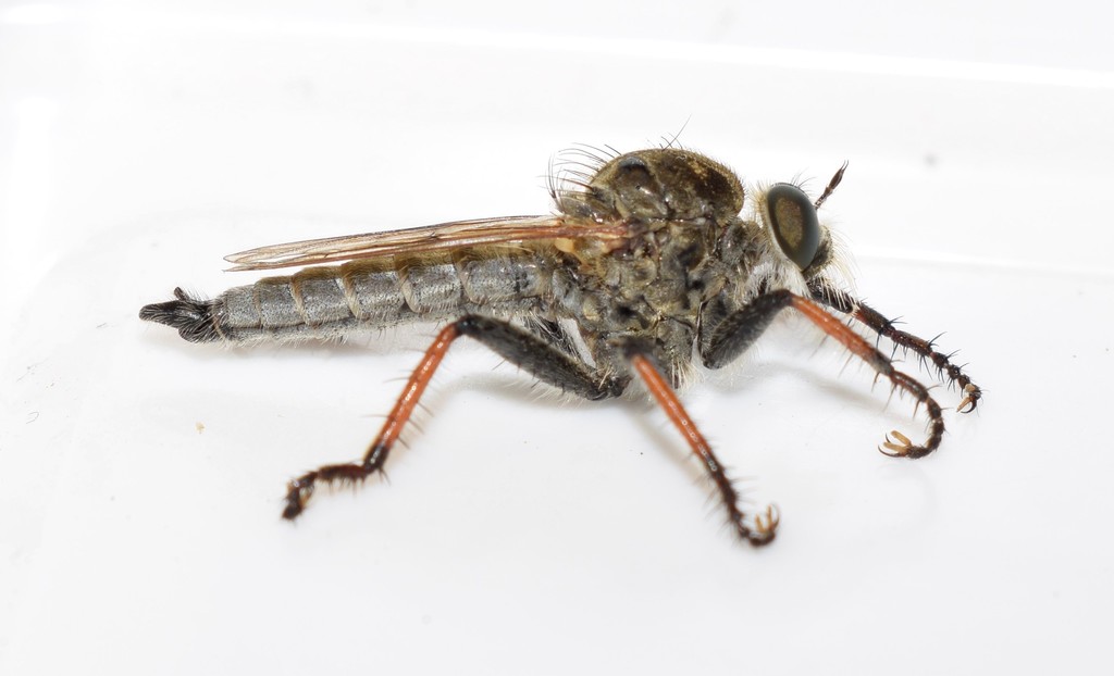 Eutolmus haematoscelis