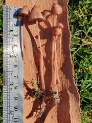 Mycena kuurkacea