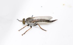 Cerdistus erythrurus