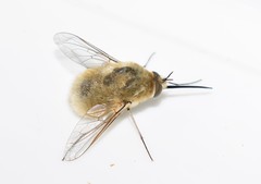 Bombylius posticus