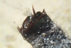 Petaloconchus nigricans