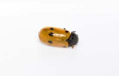 Lachnaia sexpunctata