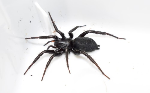 Zelotes atrocaeruleus