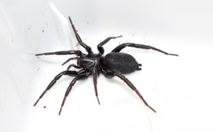 Zelotes atrocaeruleus