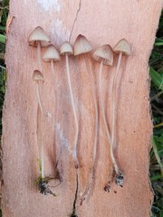 Mycena kuurkacea