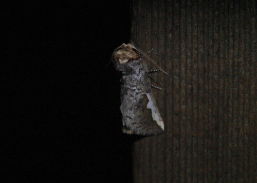 White-headed Prominent and Allies photo 6