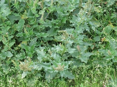 Blitum bonus-henricus