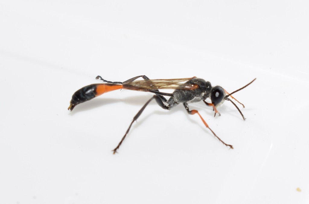 Ammophila heydeni