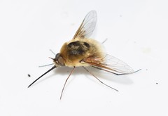 Bombylius posticus