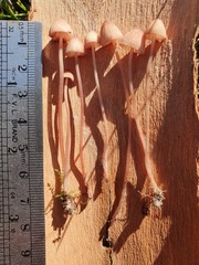 Mycena kuurkacea