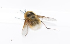 Bombylius posticus